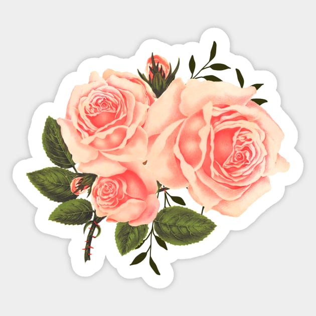 Watercolor Peach Roses, Botanical Illustration, Floral Arrangement Aesthetic Sticker by DMRStudio